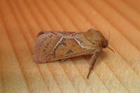 Triodia sylvina