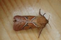 Triodia sylvina