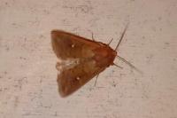 Mythimna albipuncta