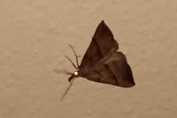 Hypena proboscidalis