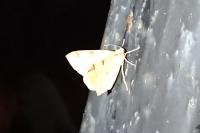 Opisthograptis luteolata
