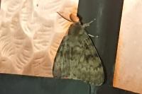 Lymantria dispar