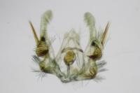 Celypha lacunana