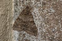 Catocala nupta