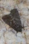 Thalpophila matura