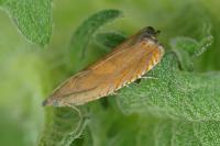 Dichrorampha vancouverana