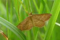 Idaea ochrata