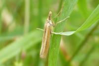 Crambus
