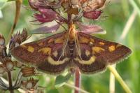 Pyrausta purpuralis