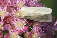 Mythimna pallens