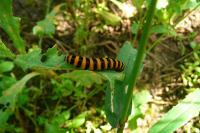 Tyria jacobaeae
