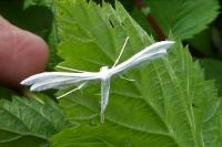 Pterophorus pentadactylus