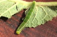 Scoliopteryx libatrix