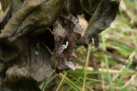 Autographa gamma
