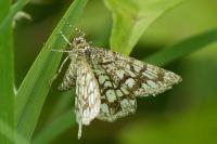 Chiasmia clathrata