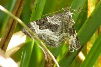 Epirrhoe alternata