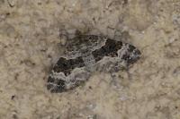 Epirrhoe alternata