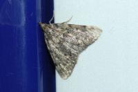 Aglossa pinguinalis
