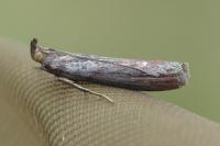 Selagia spadicella