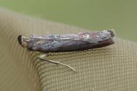 Selagia spadicella