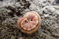 Lacanobia oleracea