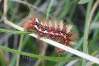 Acronicta rumicis