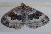 Epirrhoe galiata