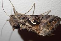 Autographa gamma
