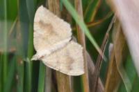 Camptogramma bilineata