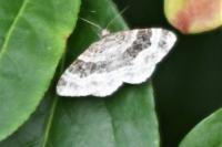 Epirrhoe alternata