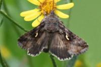 Autographa gamma