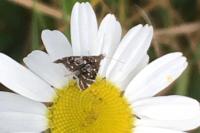 Prochoreutis