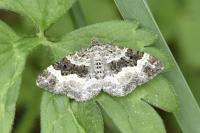 Epirrhoe alternata
