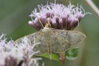 Patania ruralis