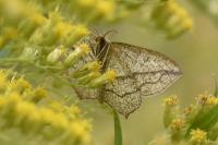 Timandra comae