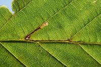 Stigmella microtheriella