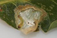 Tischeria ekebladella