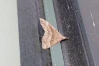 Hypena proboscidalis
