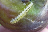 Choreutis nemorana