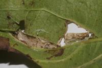 Acleris schalleriana