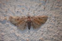 Eupithecia icterata