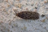 Hofmannophila pseudospretella