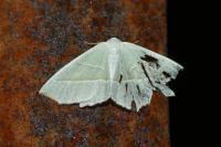 Campaea margaritaria