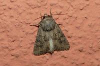 Luperina testacea