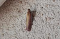 Oncocera semirubella