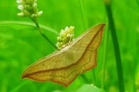 Timandra comae