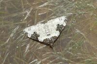 Xanthorhoe fluctuata