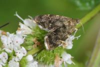 Anthophila fabriciana