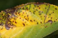 Lyonetia clerkella