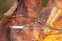 Lyonetia clerkella